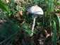 Karcsú őzlábgomba (Macrolepiota mastoidea), Őrség